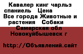 Кавалер кинг чарльз спаниель › Цена ­ 40 000 - Все города Животные и растения » Собаки   . Самарская обл.,Новокуйбышевск г.